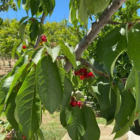 Visinokipos House Lejlighed Mirsini (Tinos)