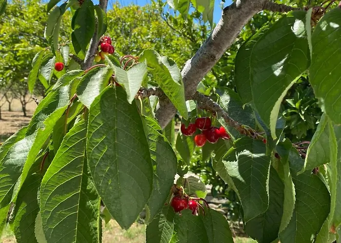 Visinokipos House Lejlighed Mirsini (Tinos)